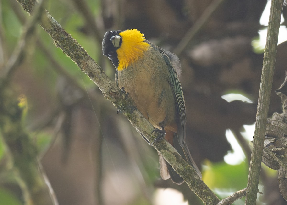 Yellow-throated Tanager - ML624203487