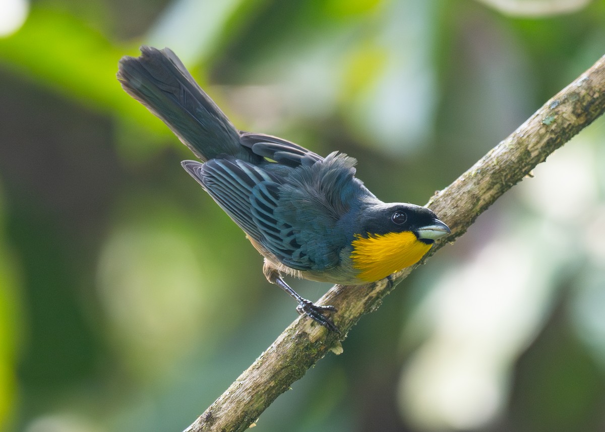 Yellow-throated Tanager - ML624203488