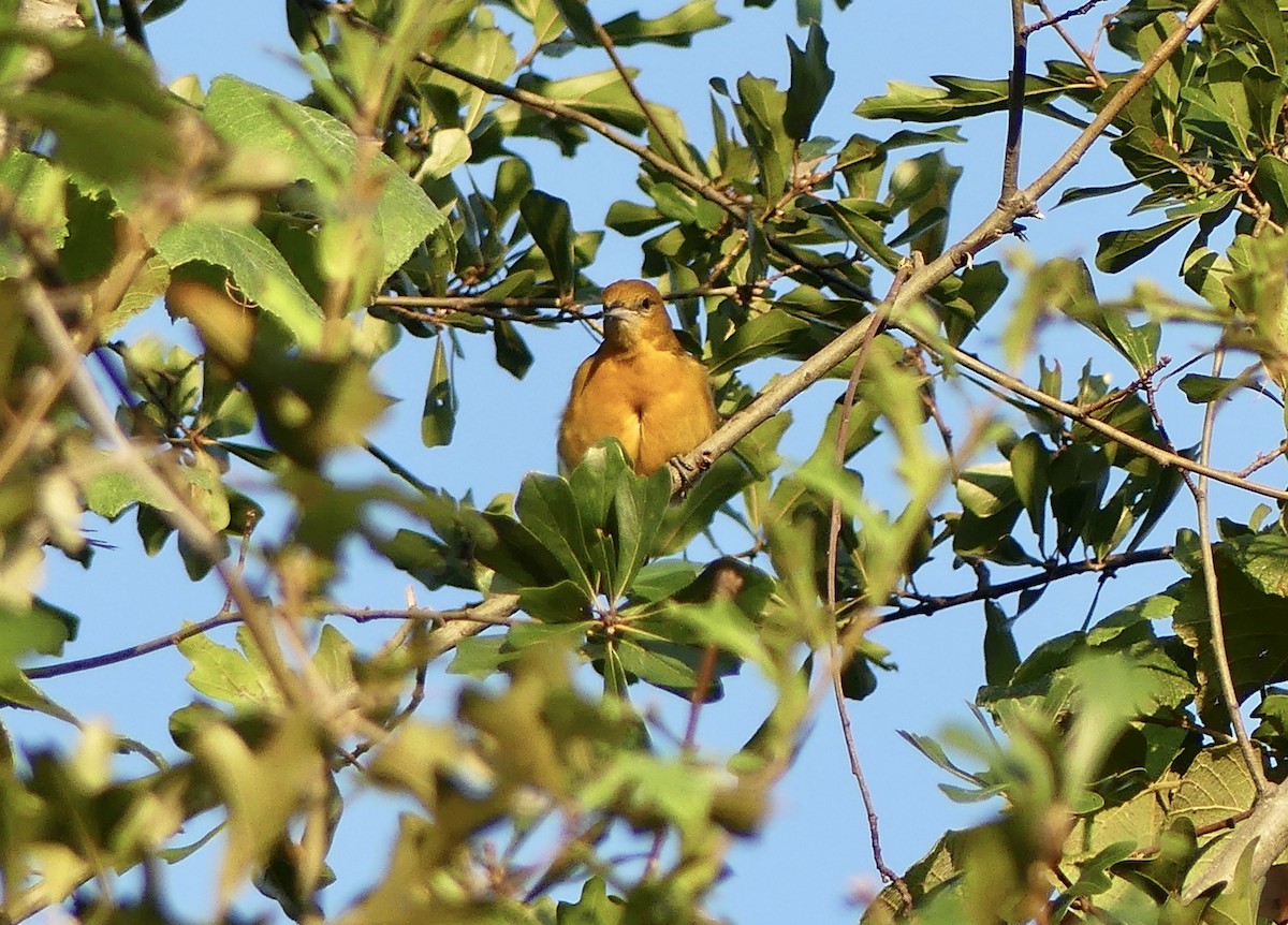 Baltimore Oriole - ML624203513