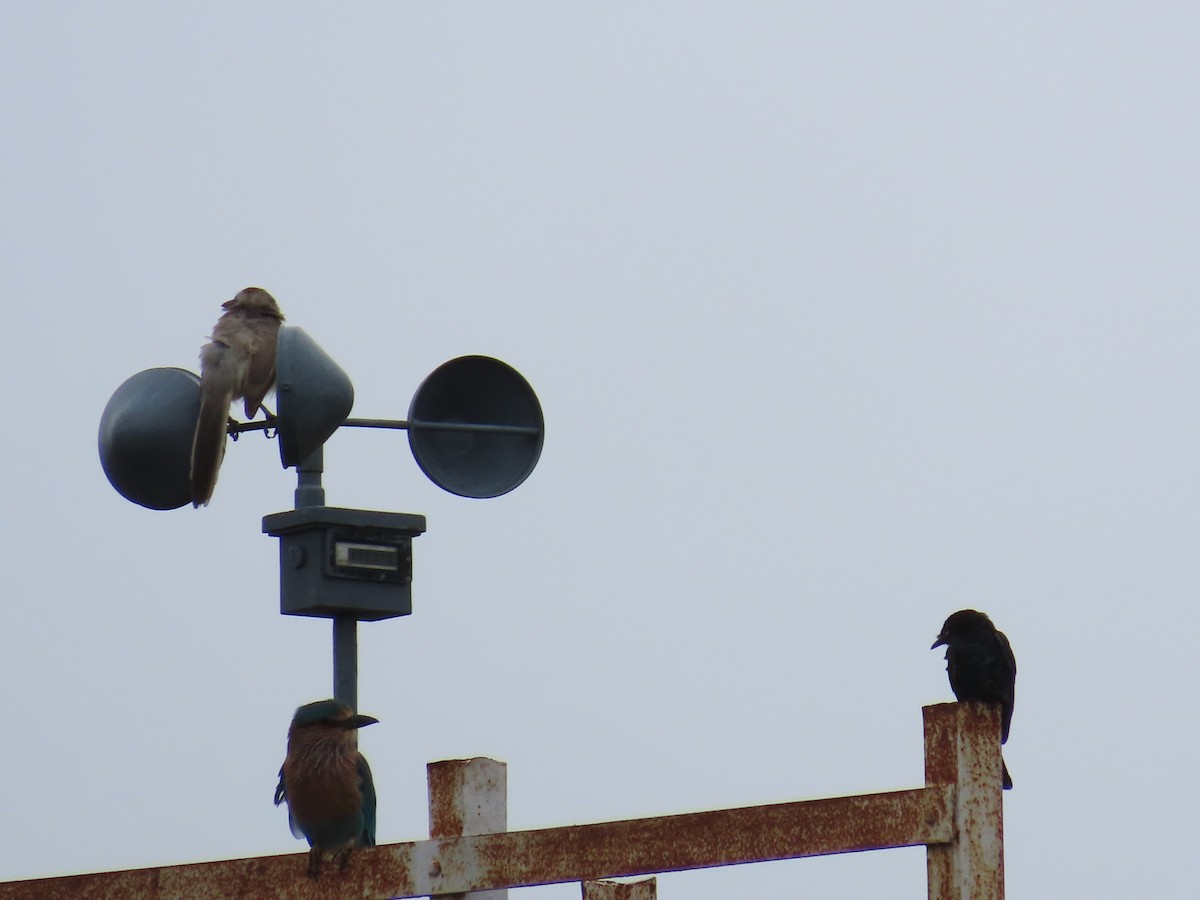 Large Gray Babbler - ML624203518