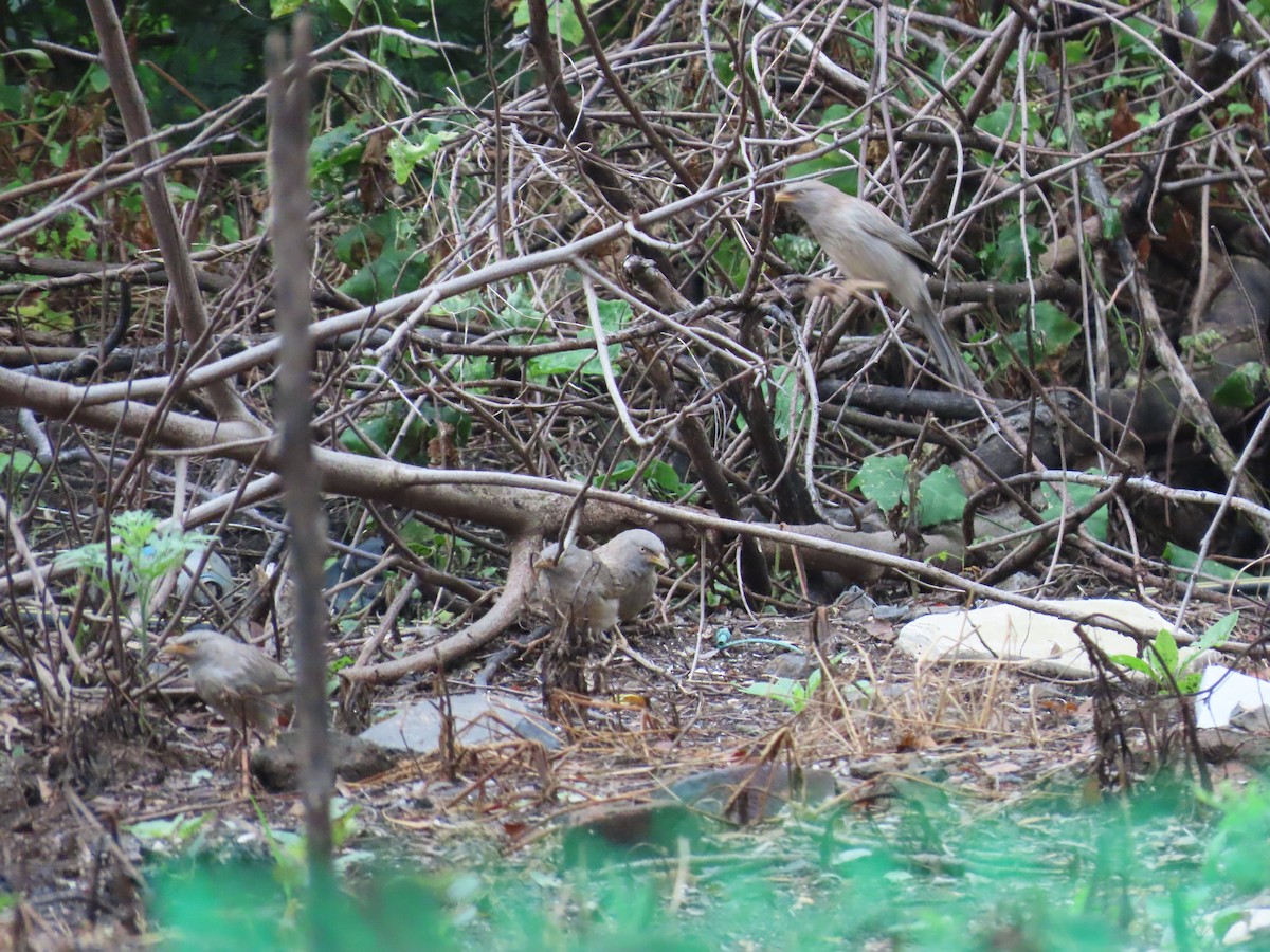 Jungle Babbler - ML624203529