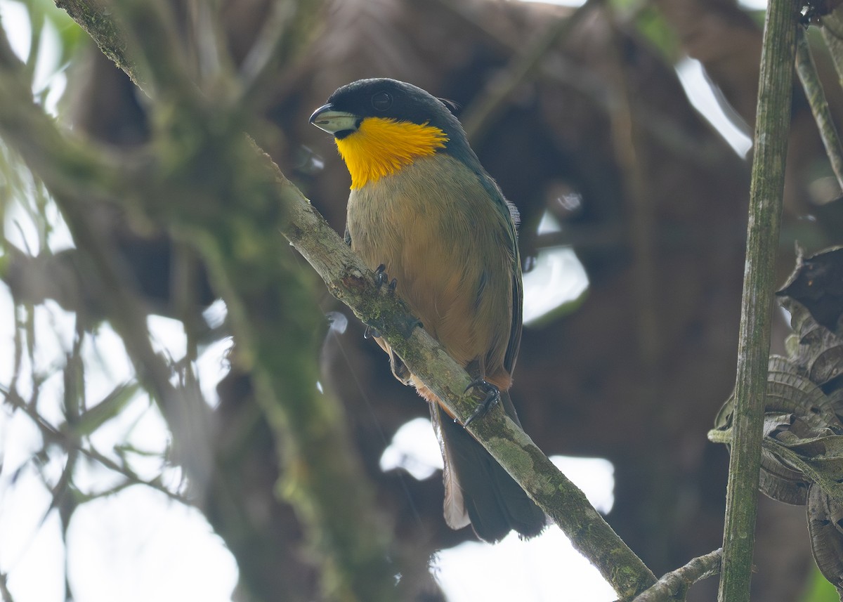 Yellow-throated Tanager - ML624203530