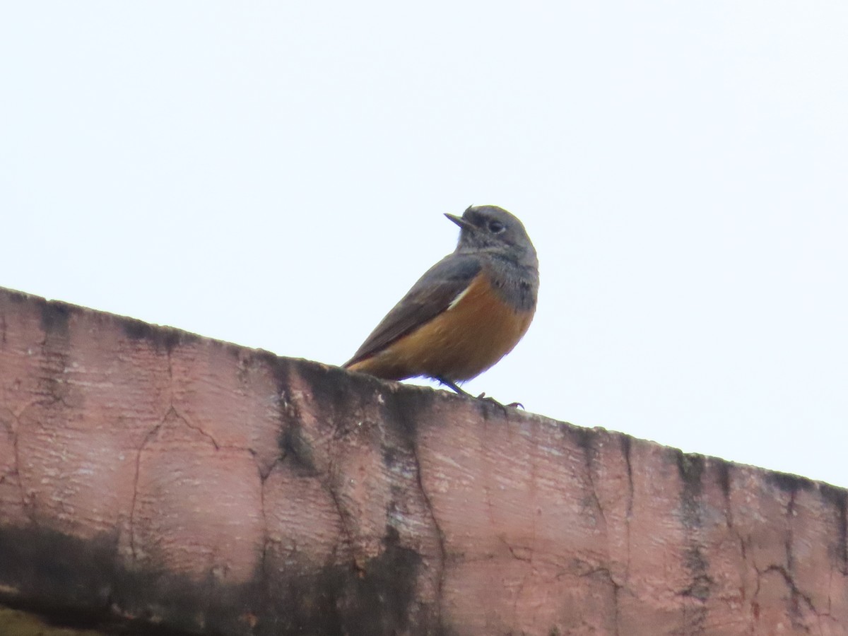 Black Redstart - ML624203553