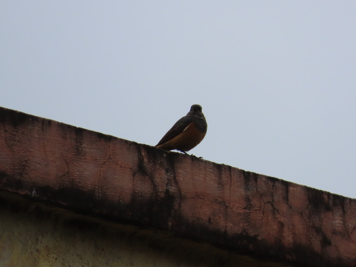 Black Redstart - ML624203554