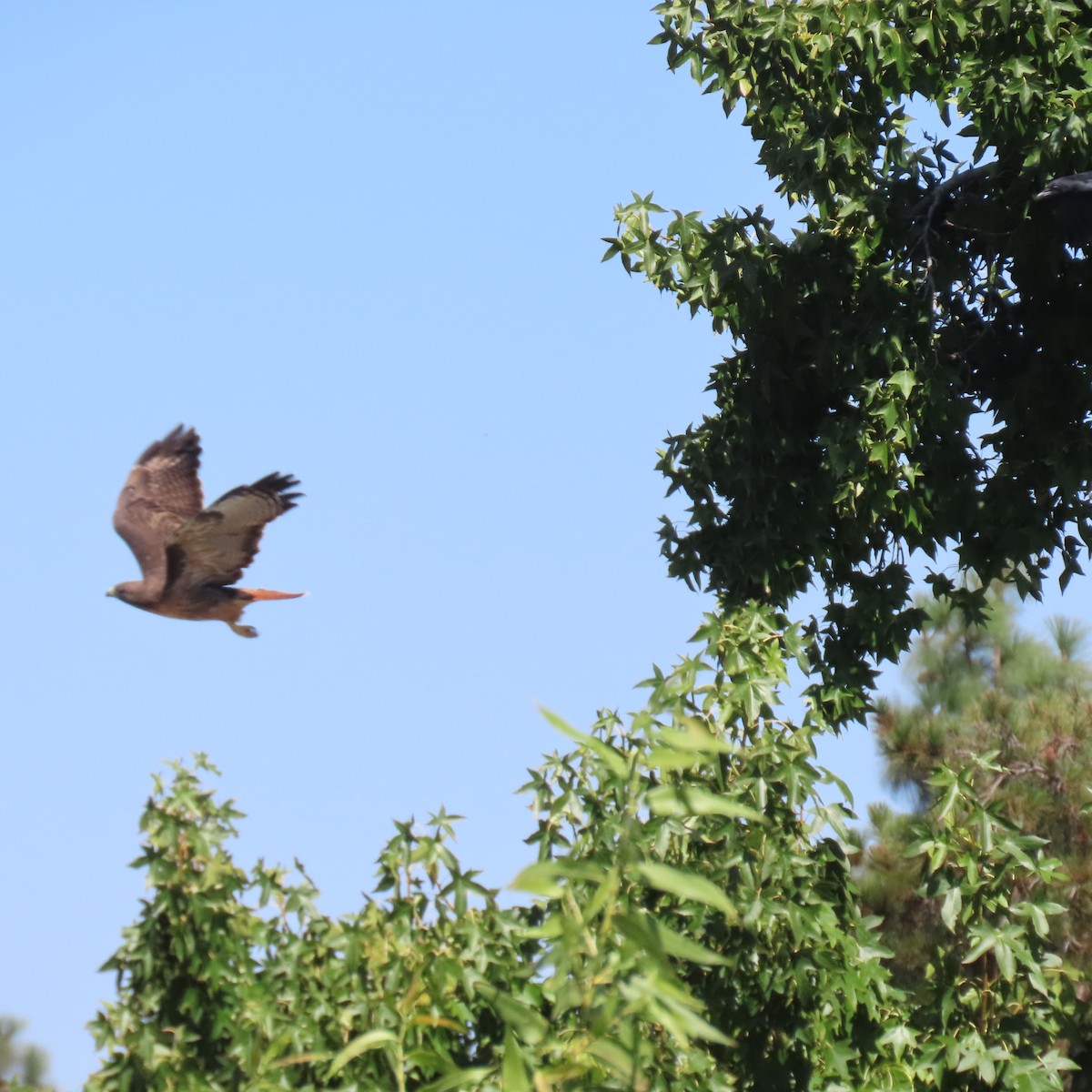 Red-tailed Hawk - ML624203571