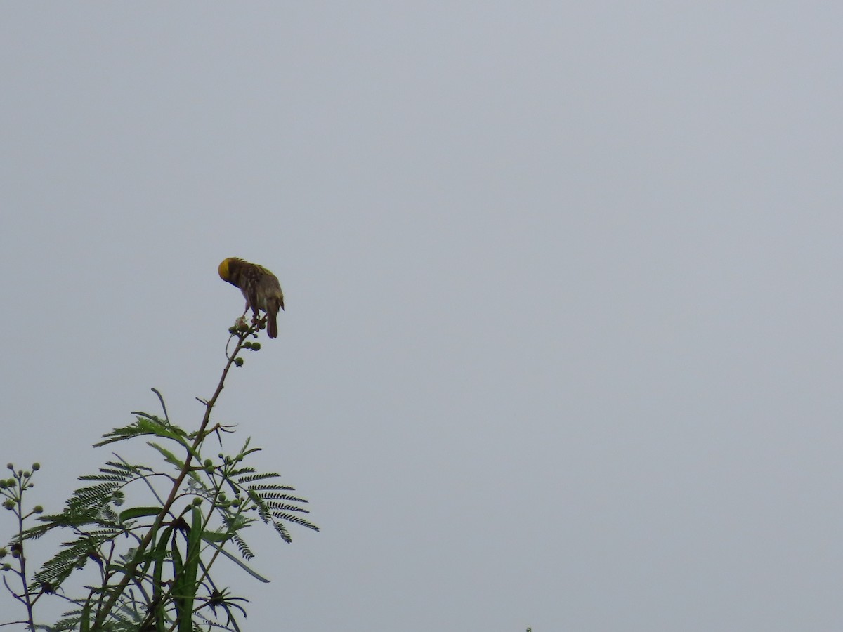 Baya Weaver - ML624203596