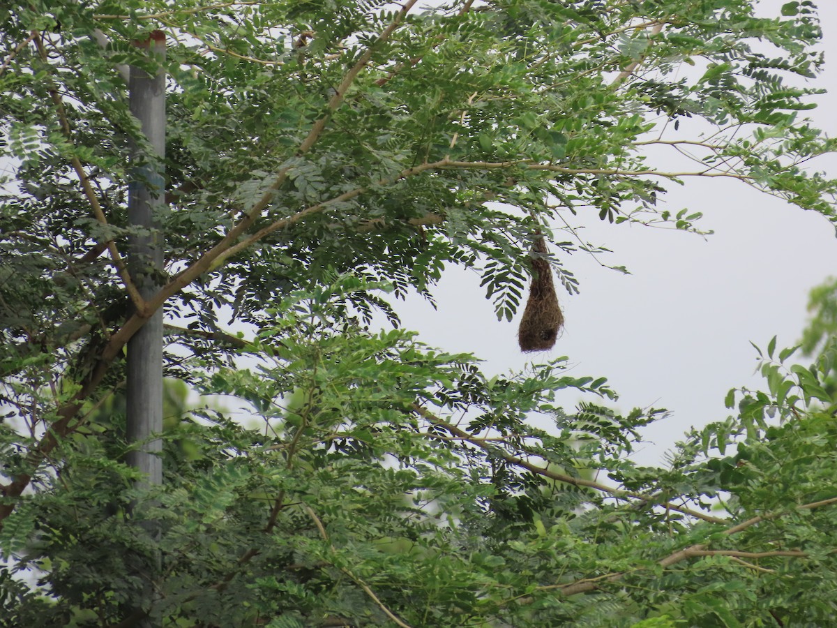 Baya Weaver - ML624203601