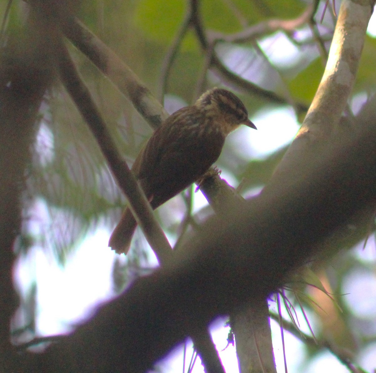 Sharp-billed Treehunter - ML624203605