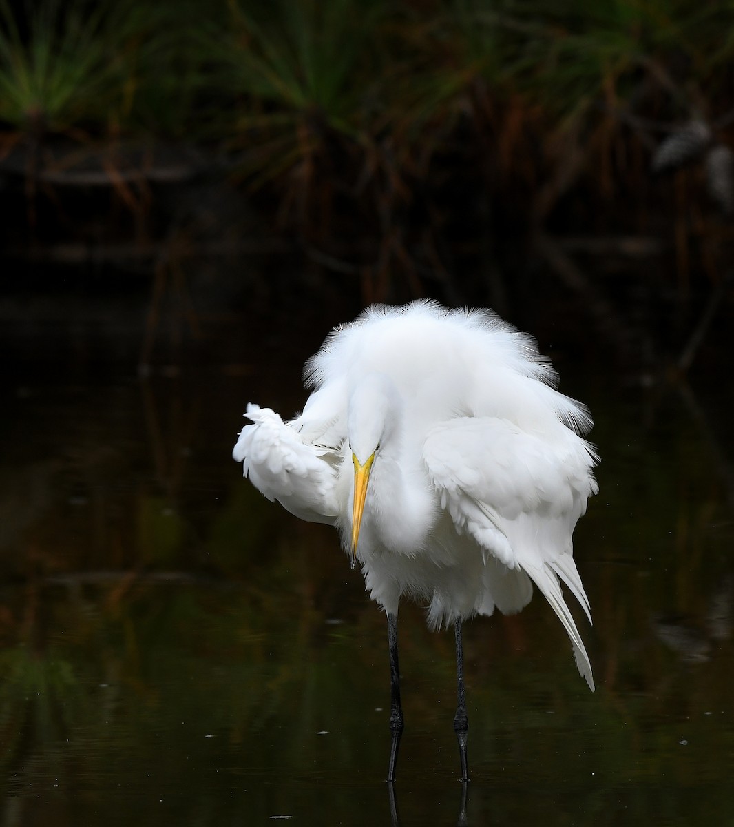 Great Egret - Jaime Thomas