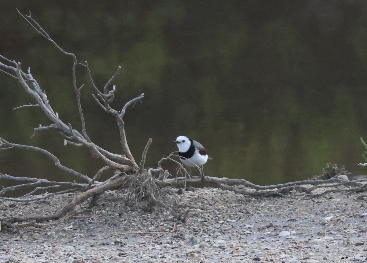 White-fronted Chat - ML624203639