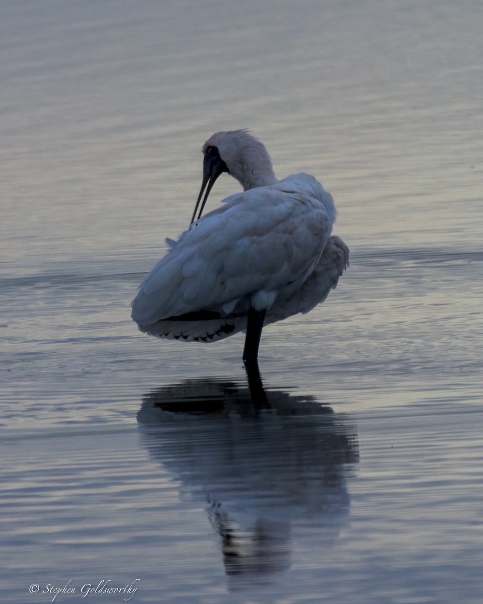 Royal Spoonbill - Stephen Goldsworthy