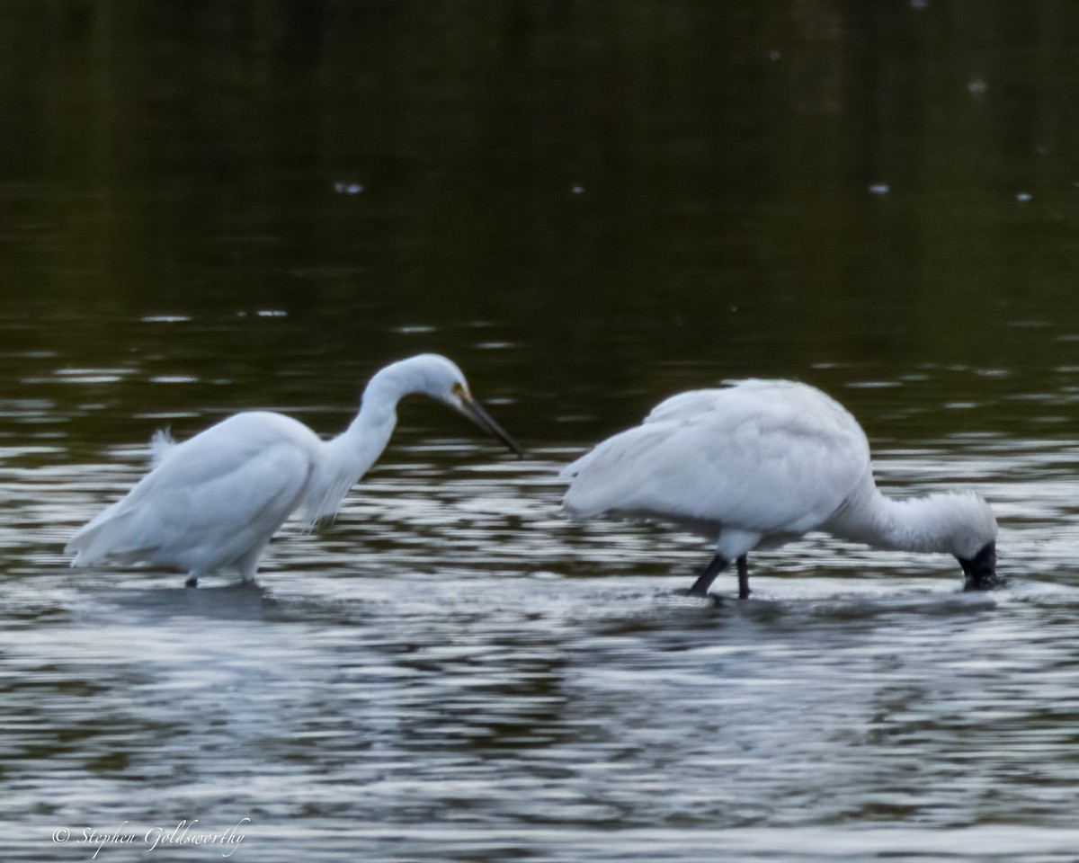 Royal Spoonbill - ML624203661