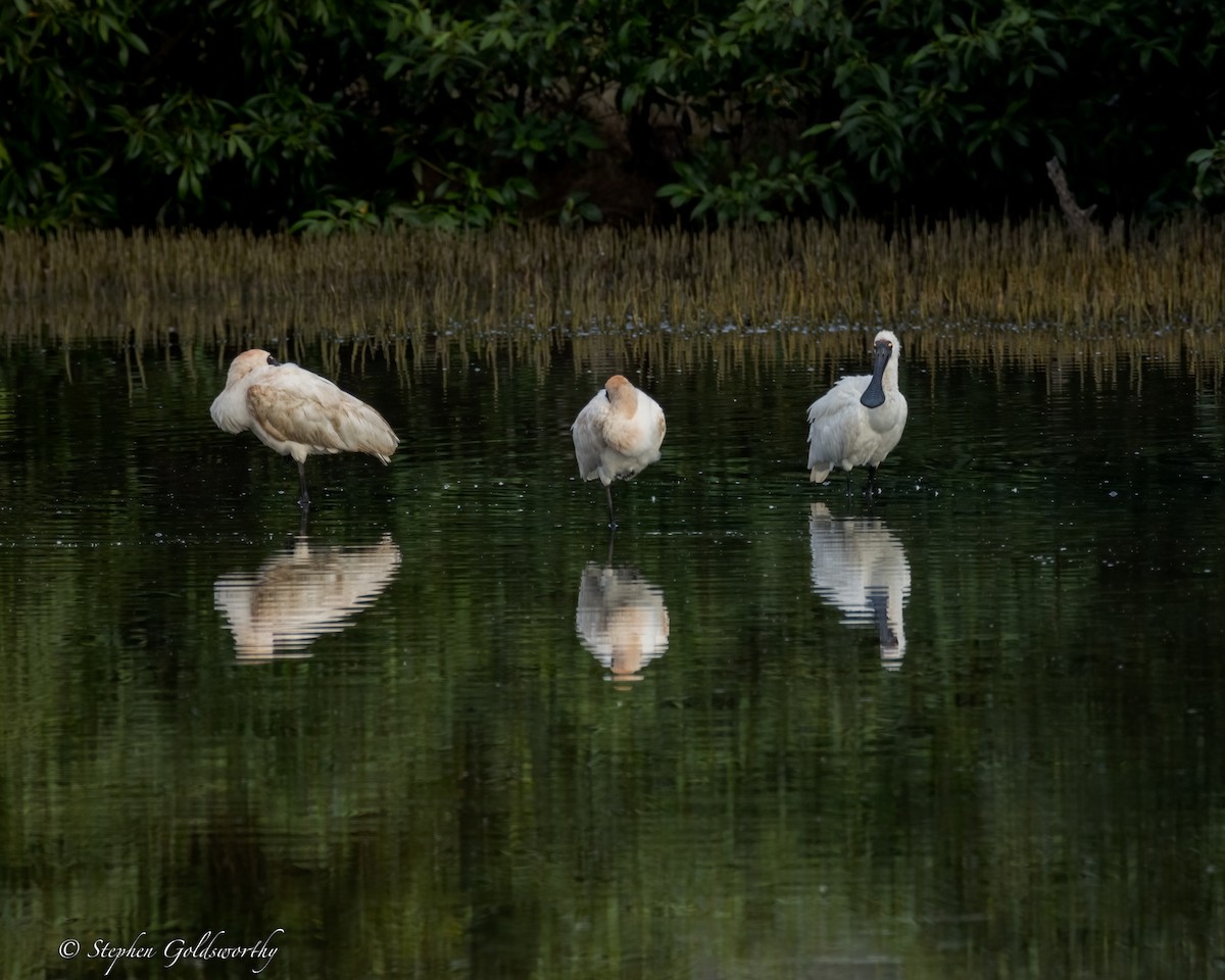 Royal Spoonbill - ML624203662