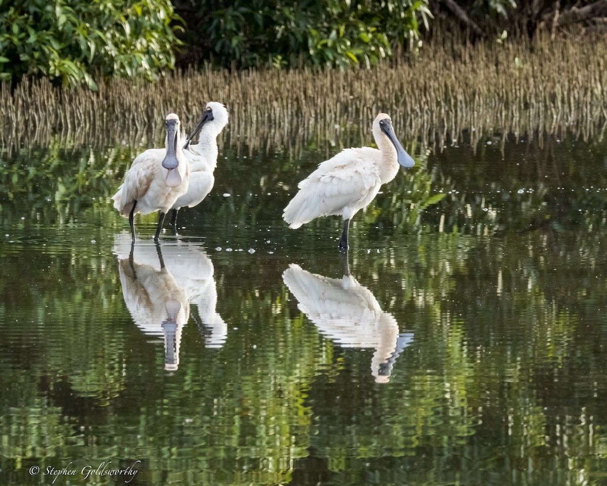 Royal Spoonbill - ML624203663