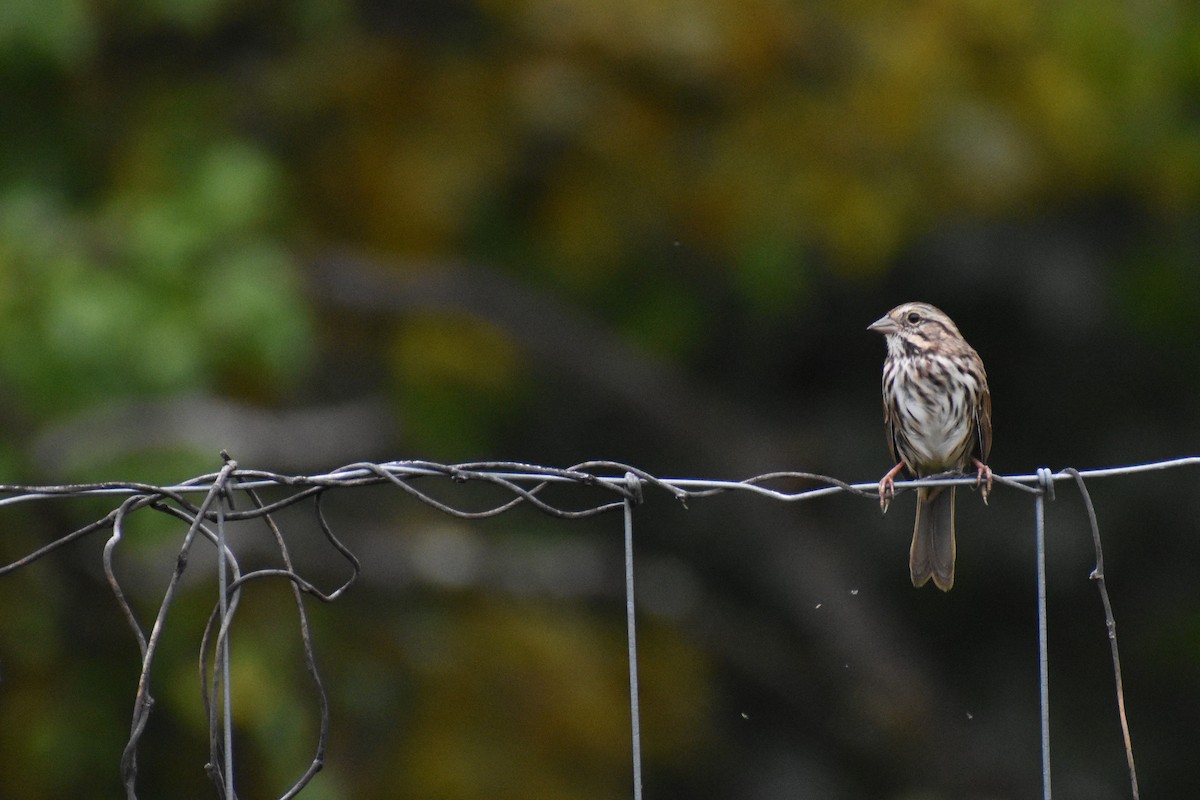 Song Sparrow - ML624203668