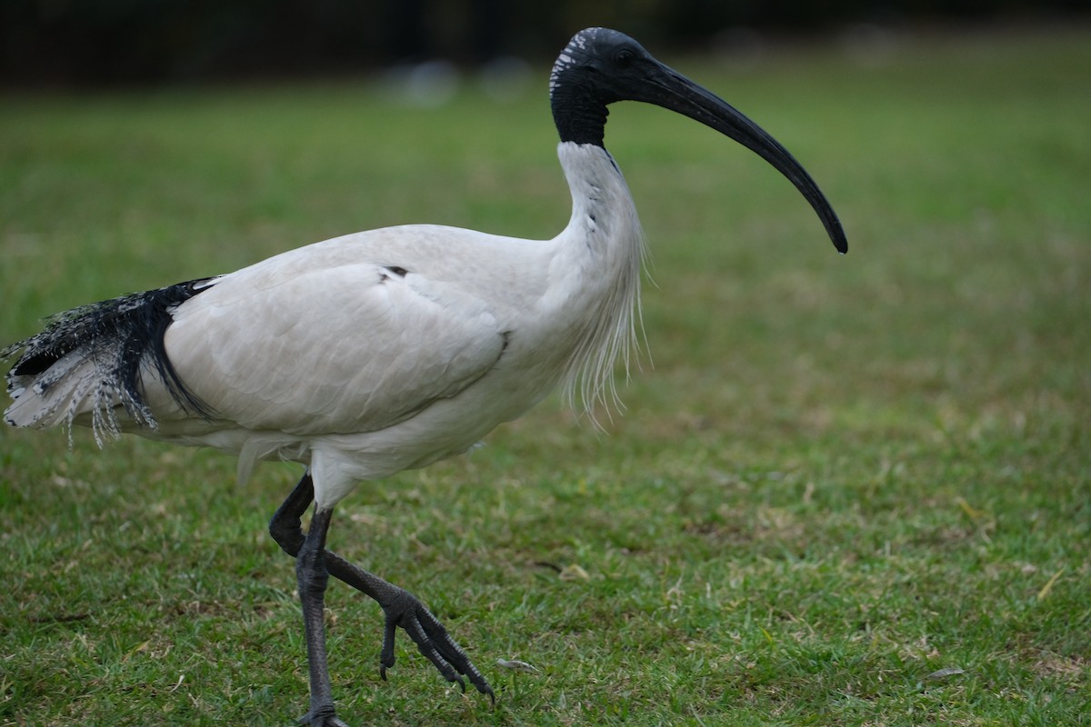 Australian Ibis - ML624203672