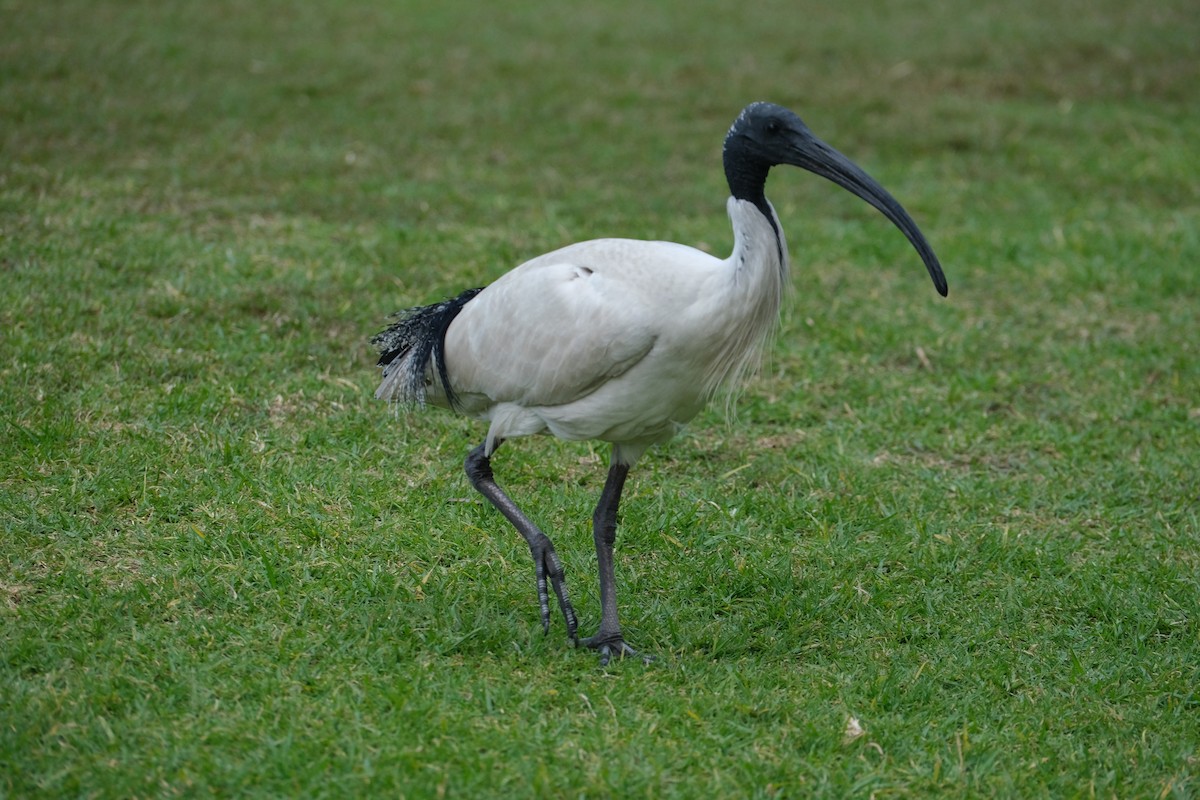 Australian Ibis - ML624203673