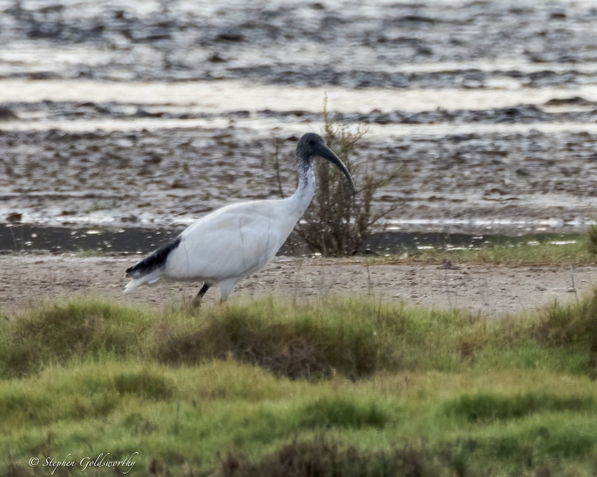 Australian Ibis - Stephen Goldsworthy