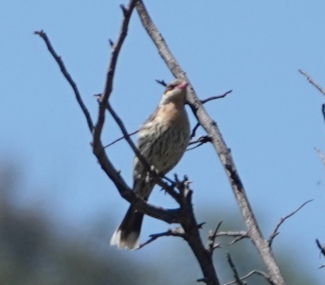 Spiny-cheeked Honeyeater - ML624203685