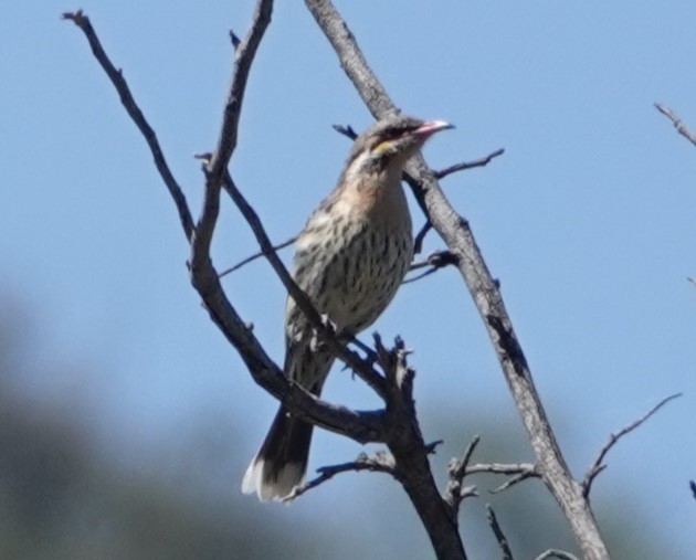 Spiny-cheeked Honeyeater - ML624203686