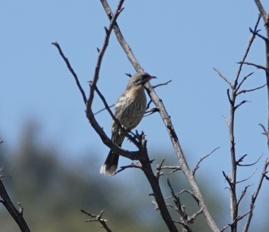 Spiny-cheeked Honeyeater - ML624203687