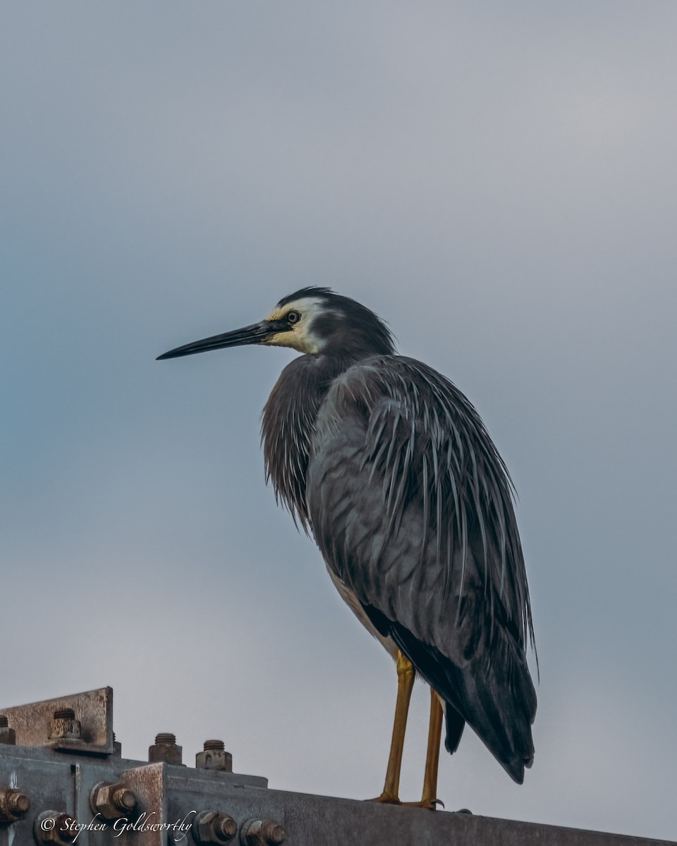 White-faced Heron - ML624203694