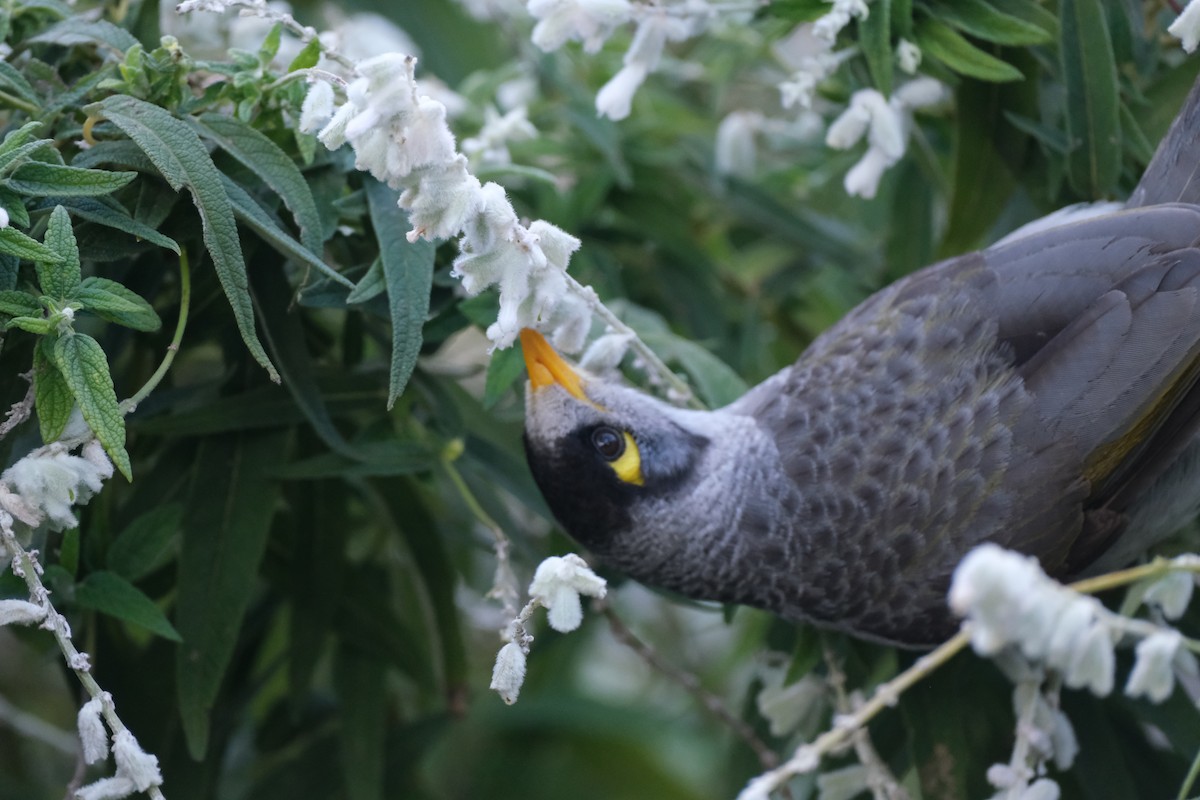 Noisy Miner - Bea Monica Reyes