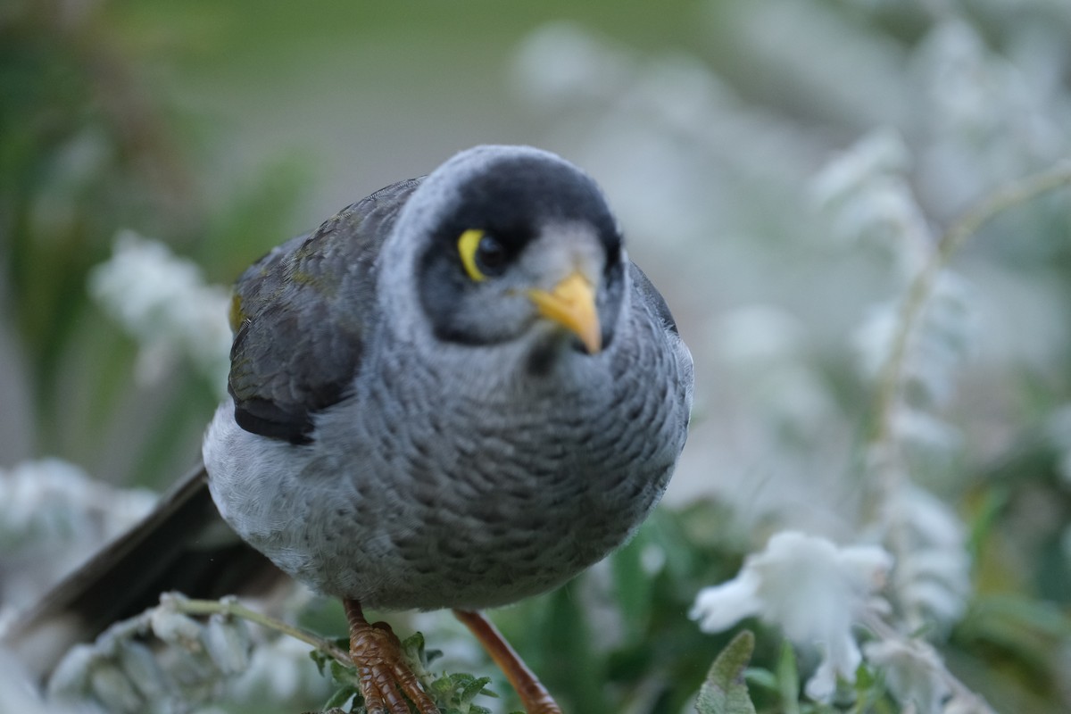 Noisy Miner - ML624203696