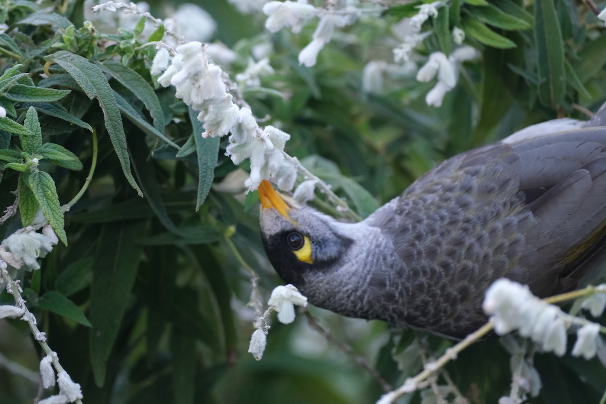 Noisy Miner - Bea Monica Reyes