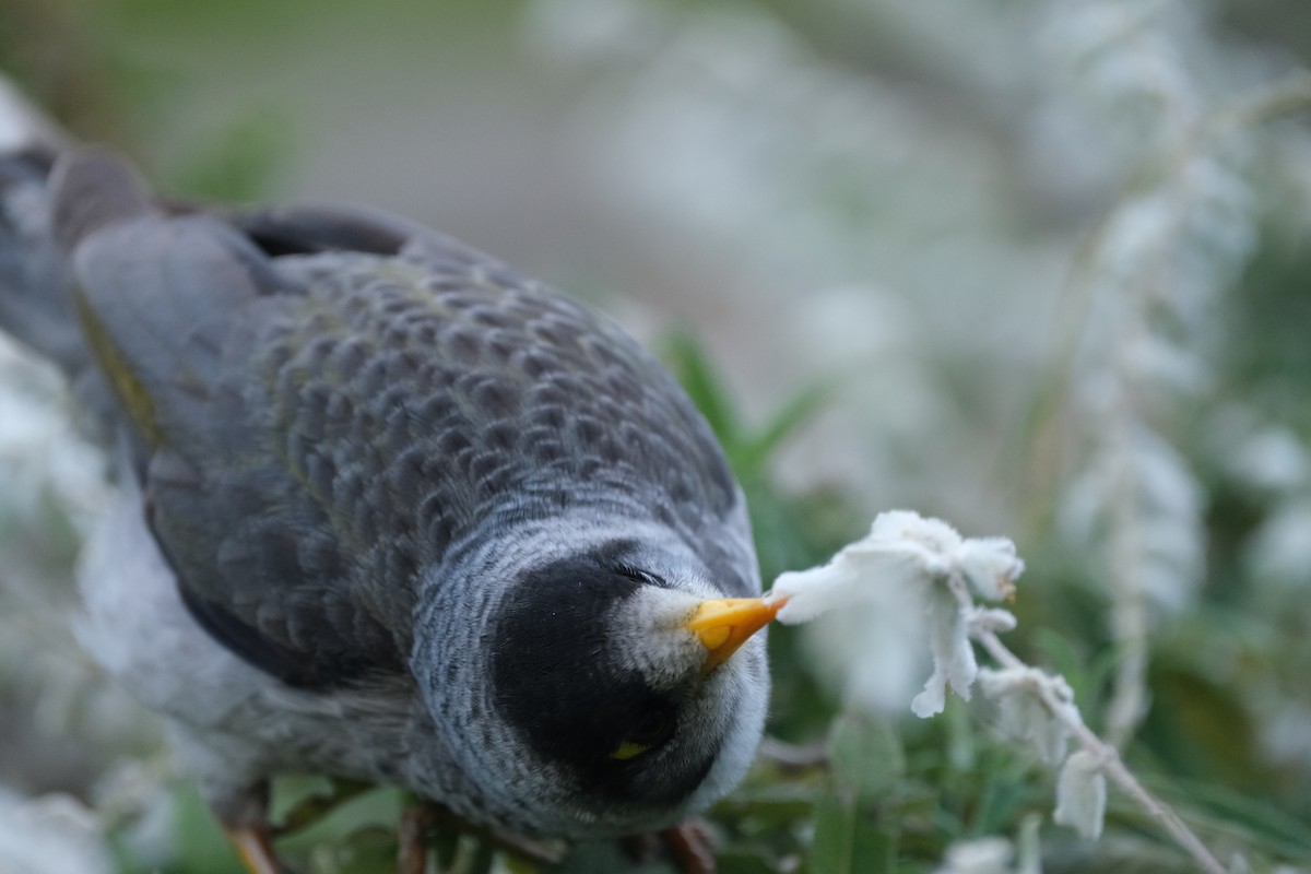 Noisy Miner - ML624203698