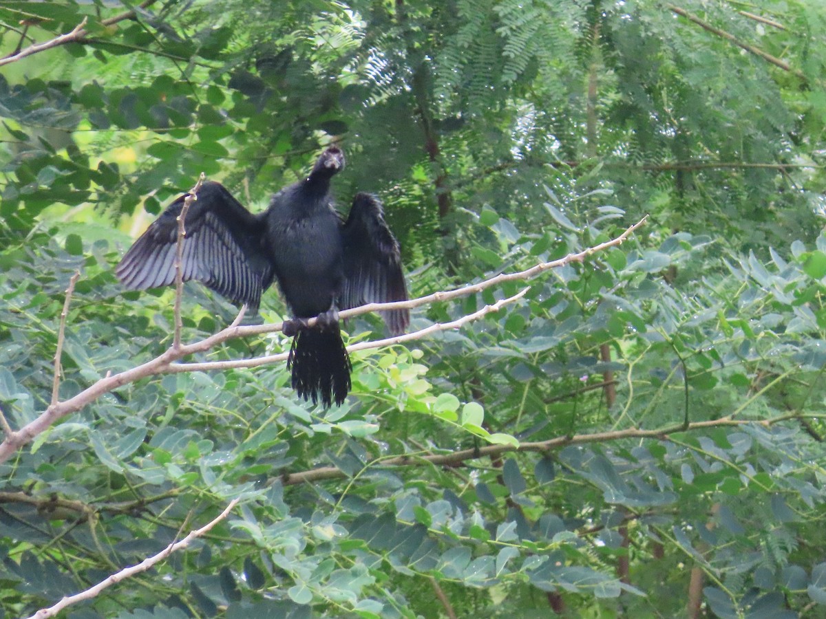 Little Cormorant - ML624203708