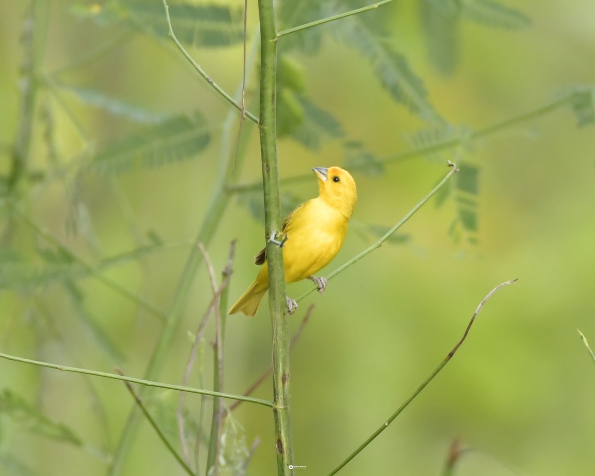 Orange-fronted Yellow-Finch - ML624203713