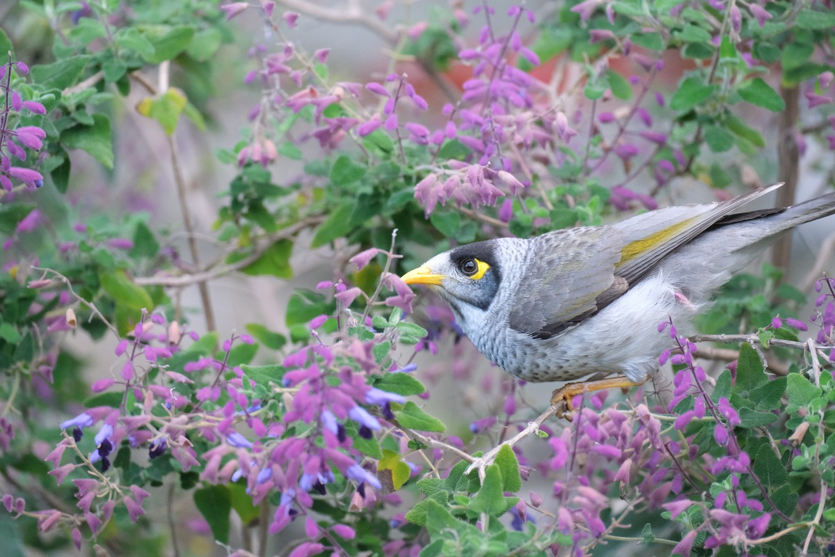 Noisy Miner - ML624203716