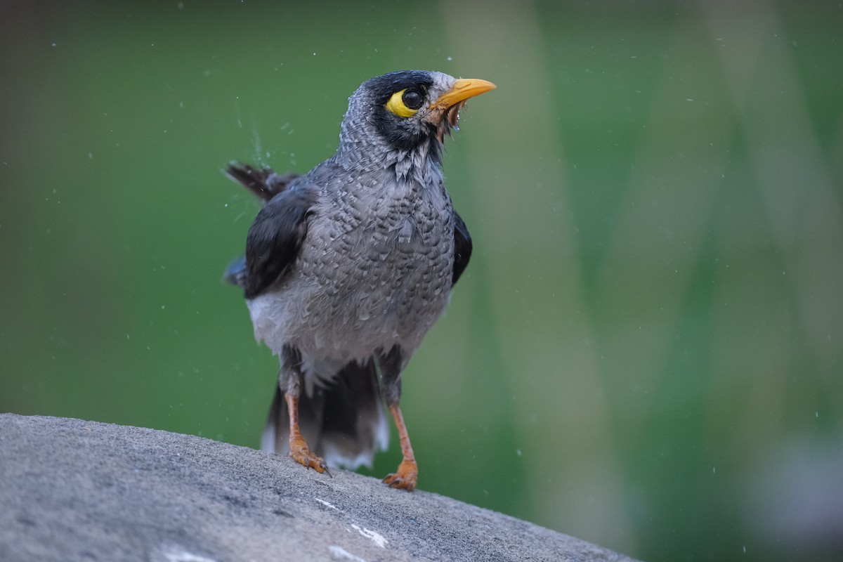 Noisy Miner - ML624203718