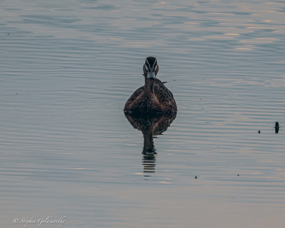 Pacific Black Duck - ML624203721