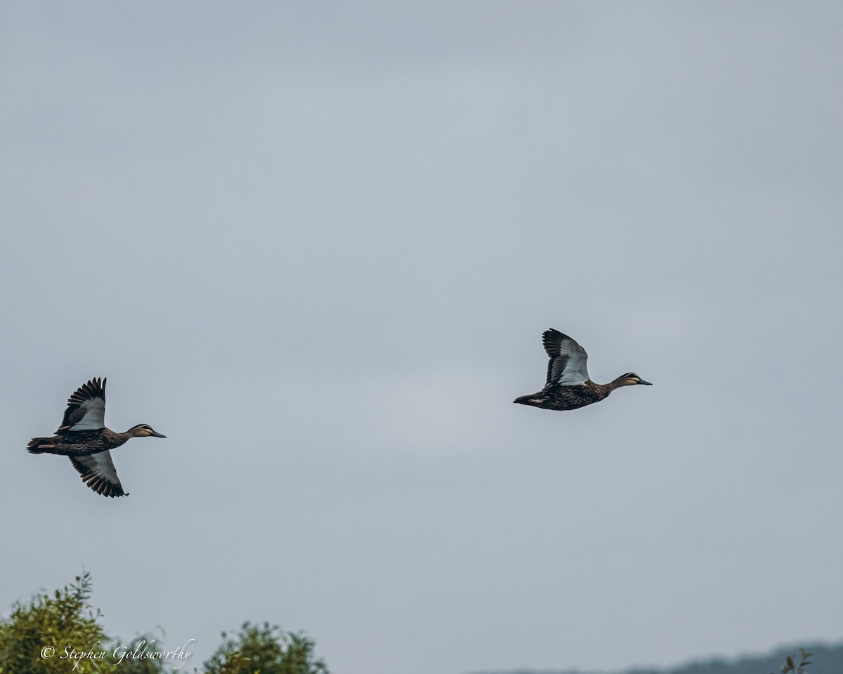 Pacific Black Duck - ML624203722