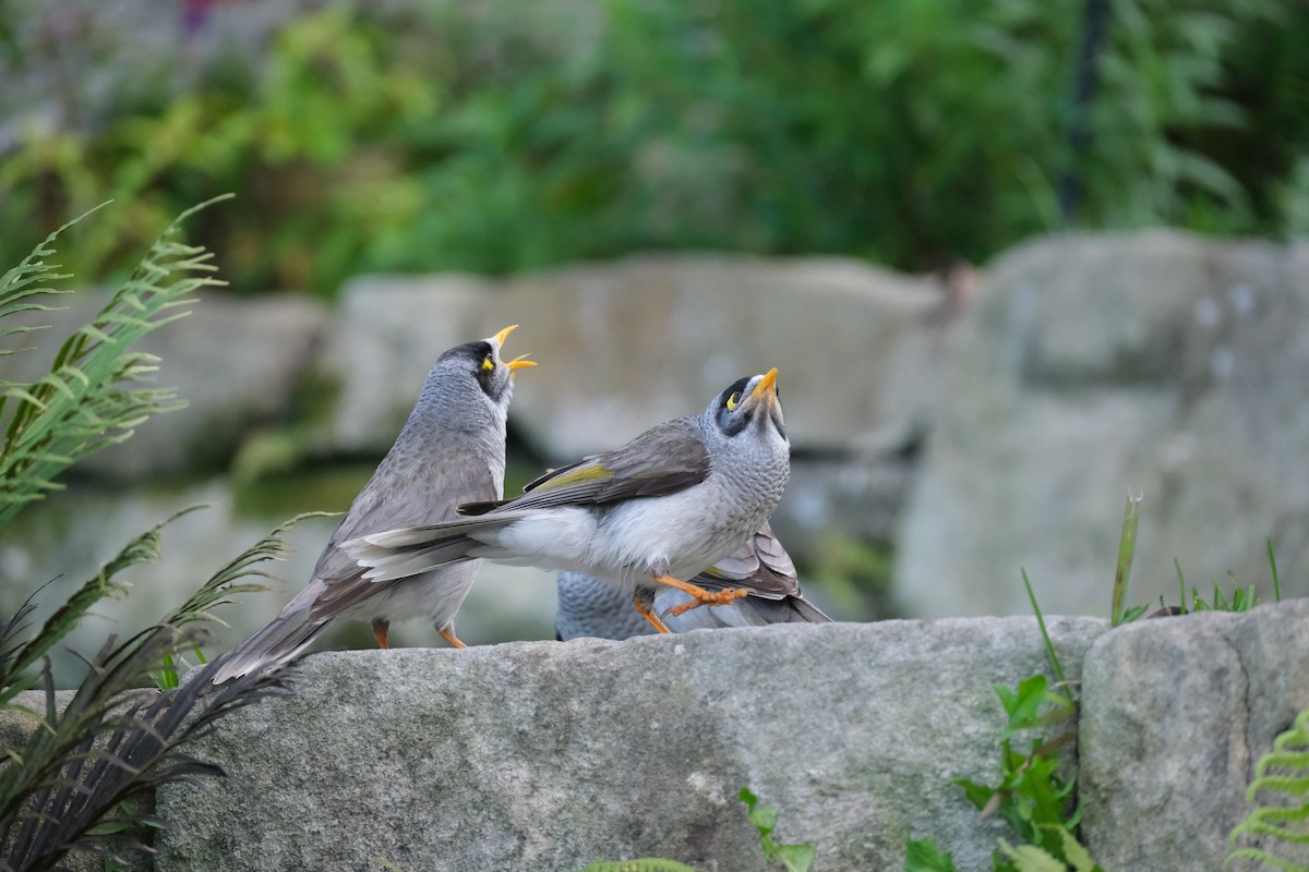 Noisy Miner - ML624203727