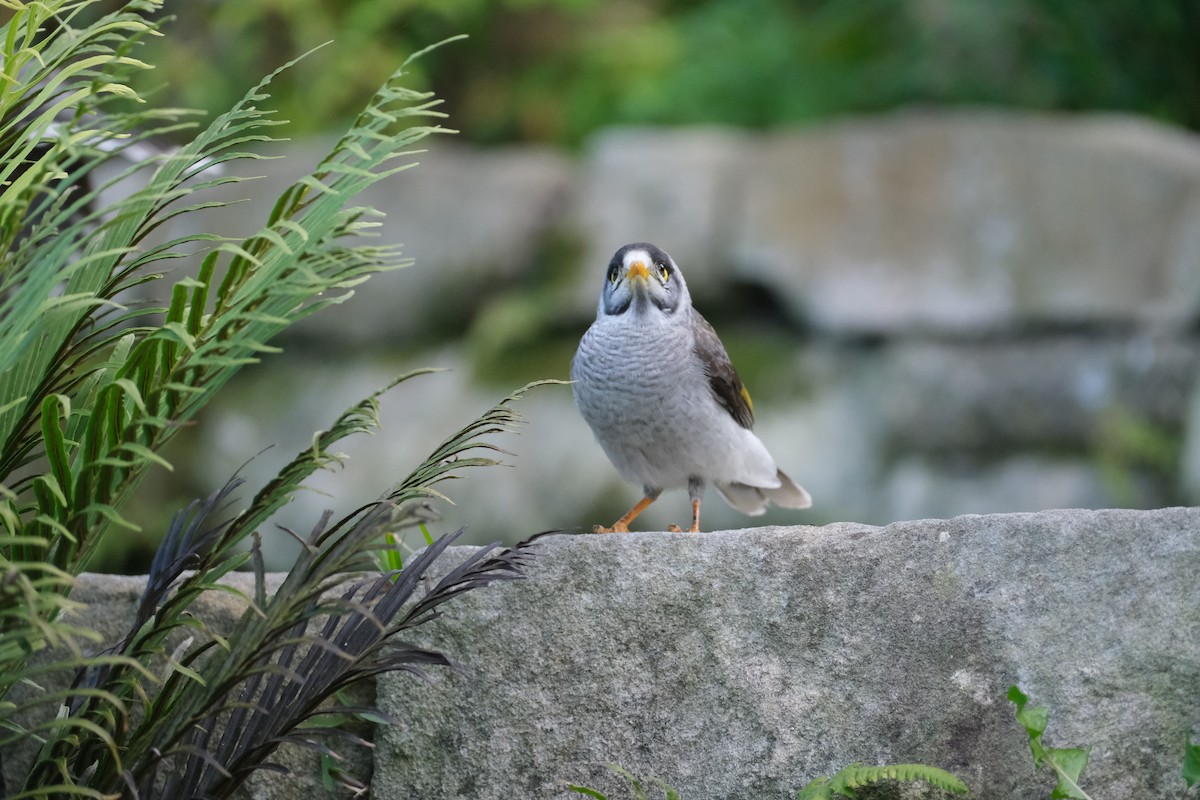 Noisy Miner - ML624203728