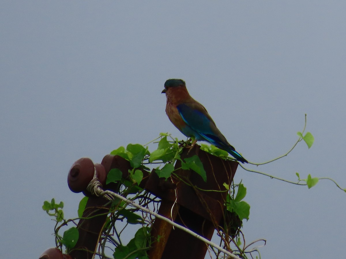 Indian Roller - ML624203733