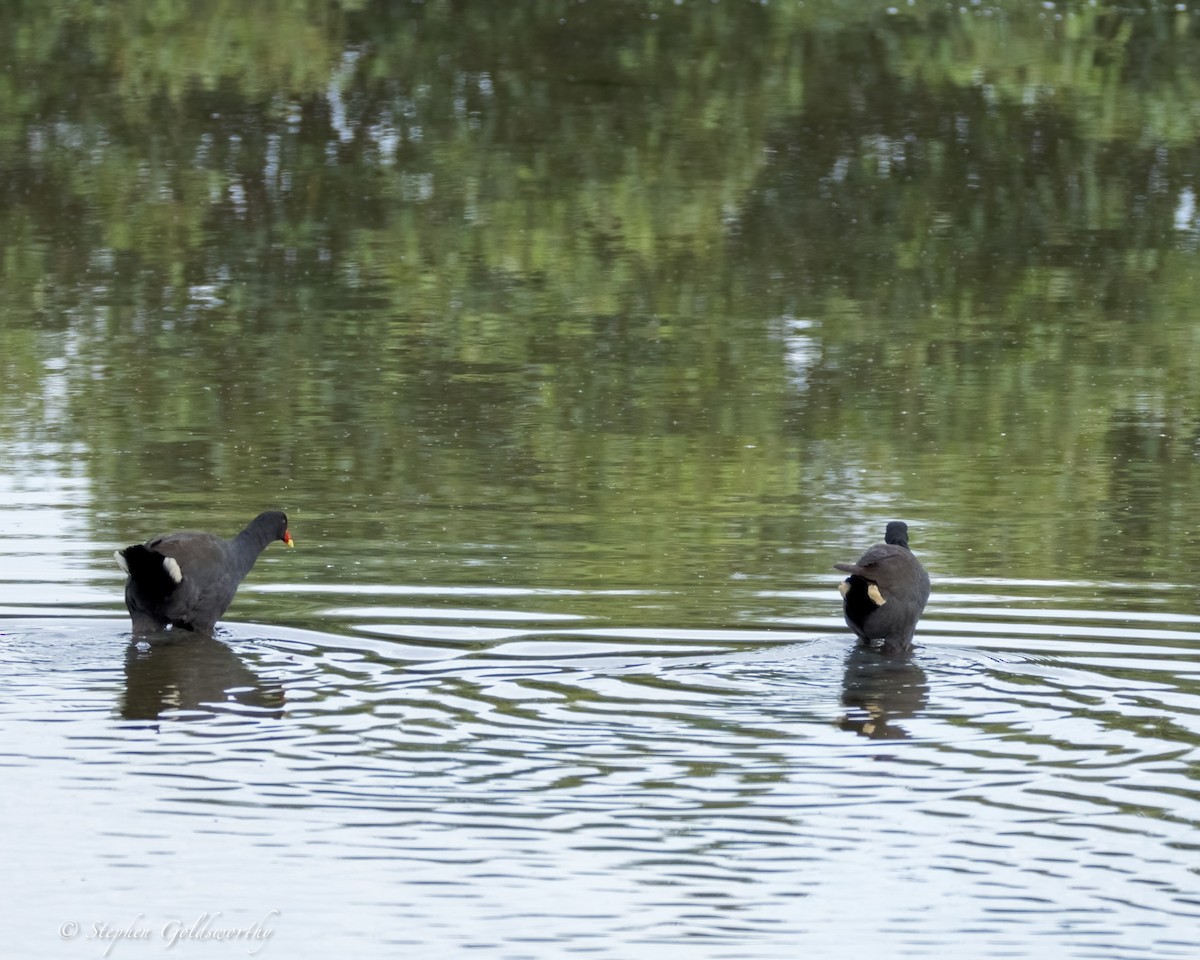 Dusky Moorhen - ML624203735