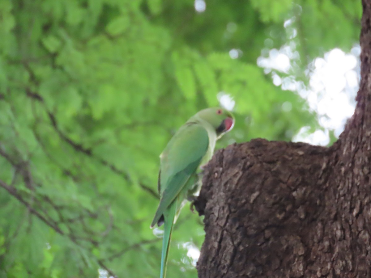 Rose-ringed Parakeet - ML624203737