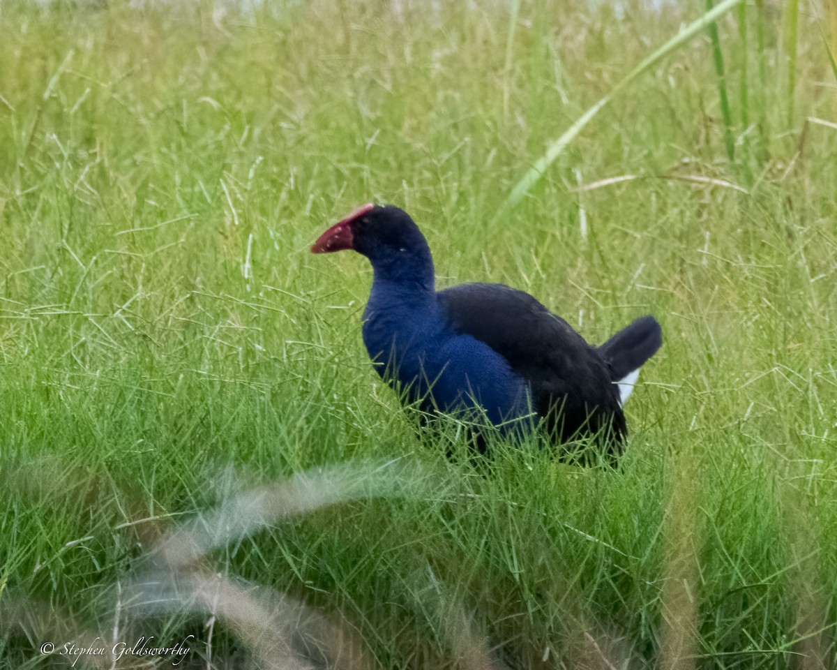 Australasian Swamphen - ML624203740