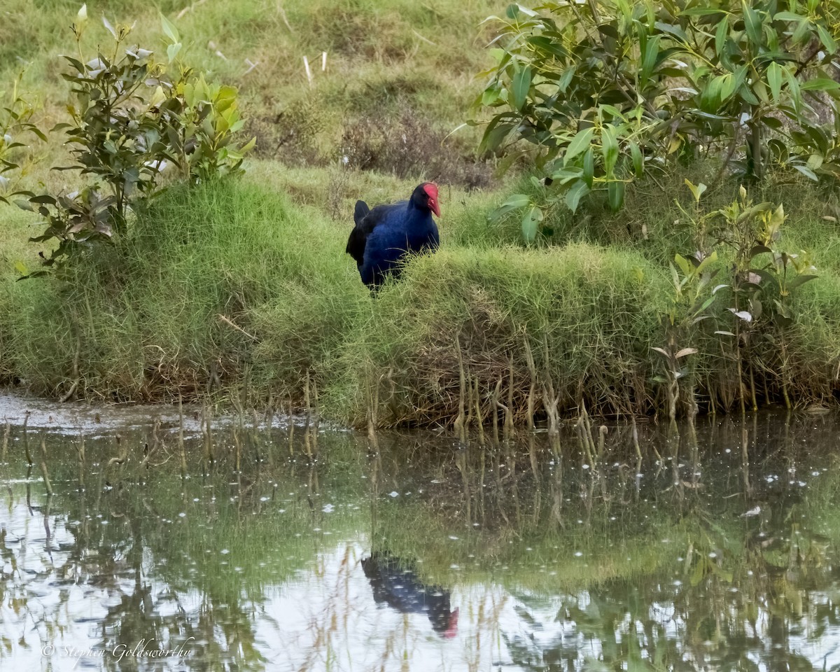 Australasian Swamphen - ML624203741