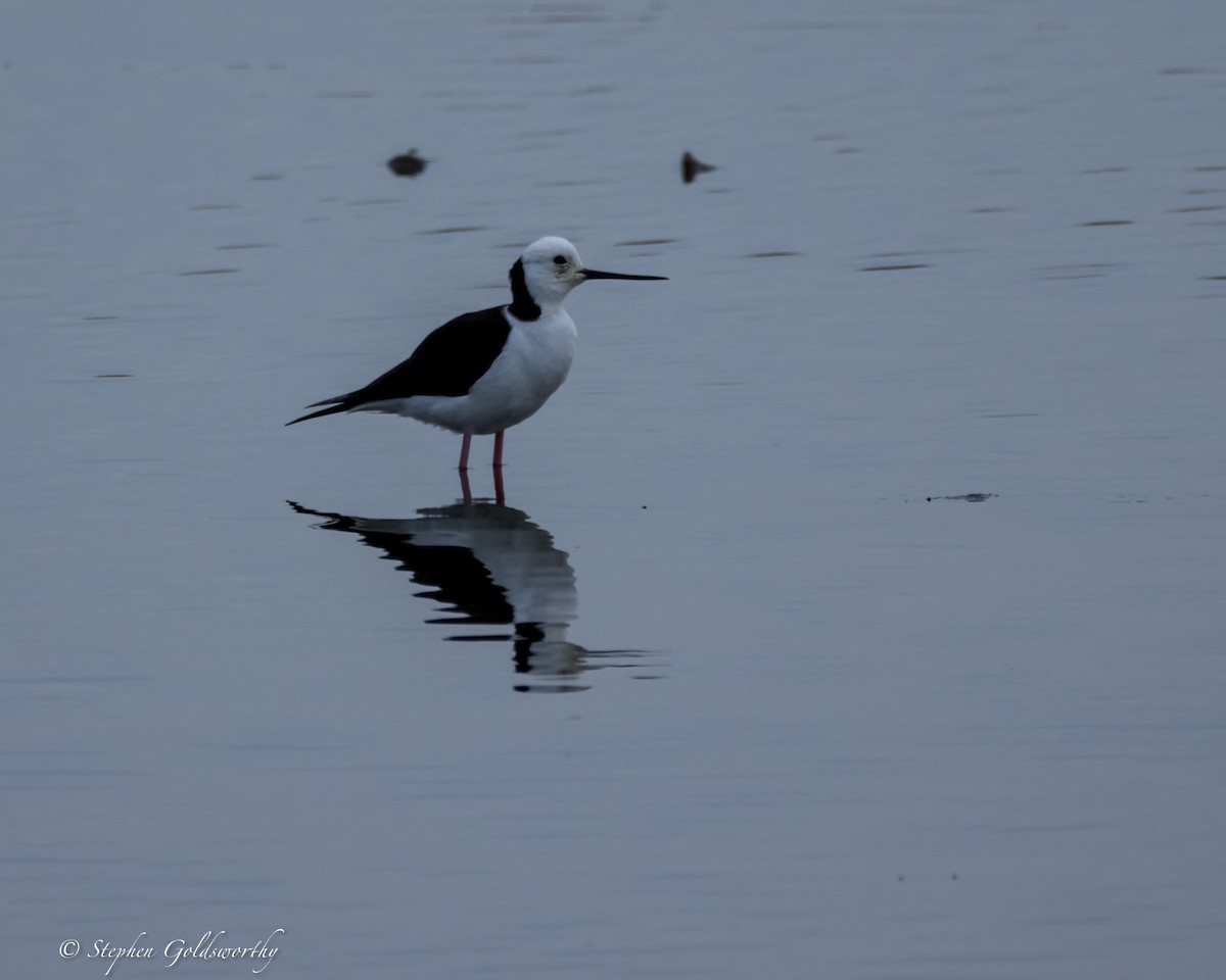 Pied Stilt - ML624203760