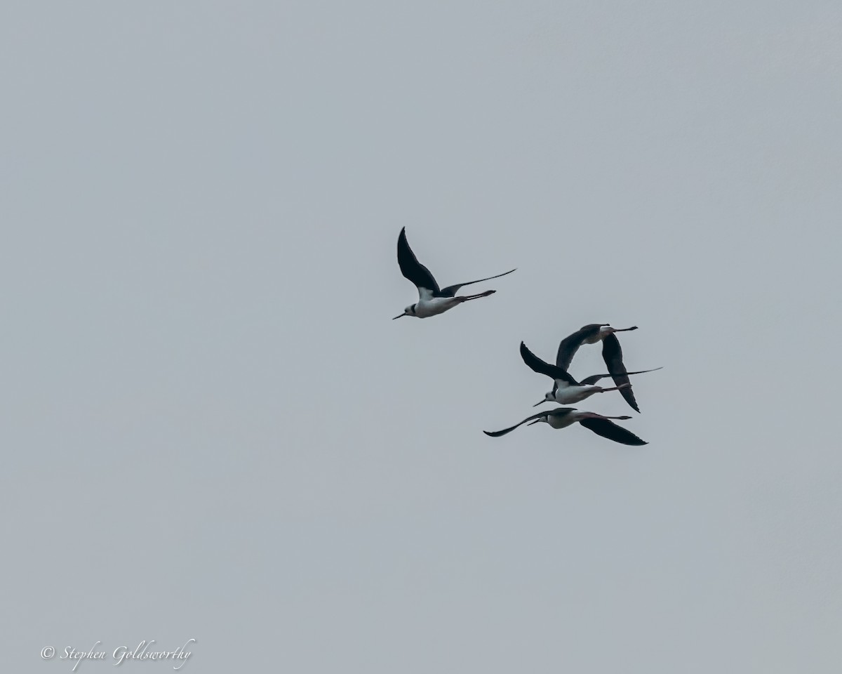 Pied Stilt - ML624203761