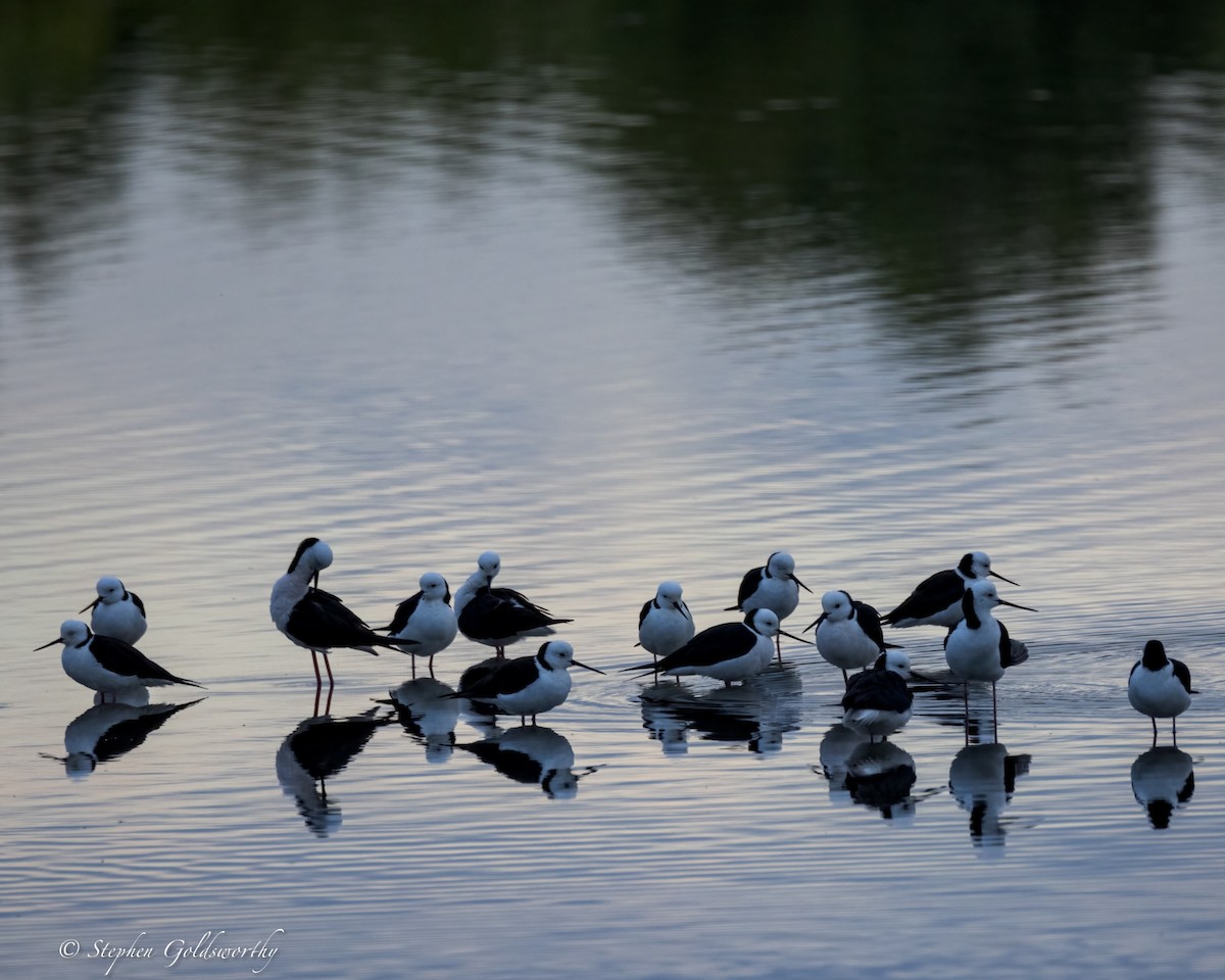 Pied Stilt - ML624203762