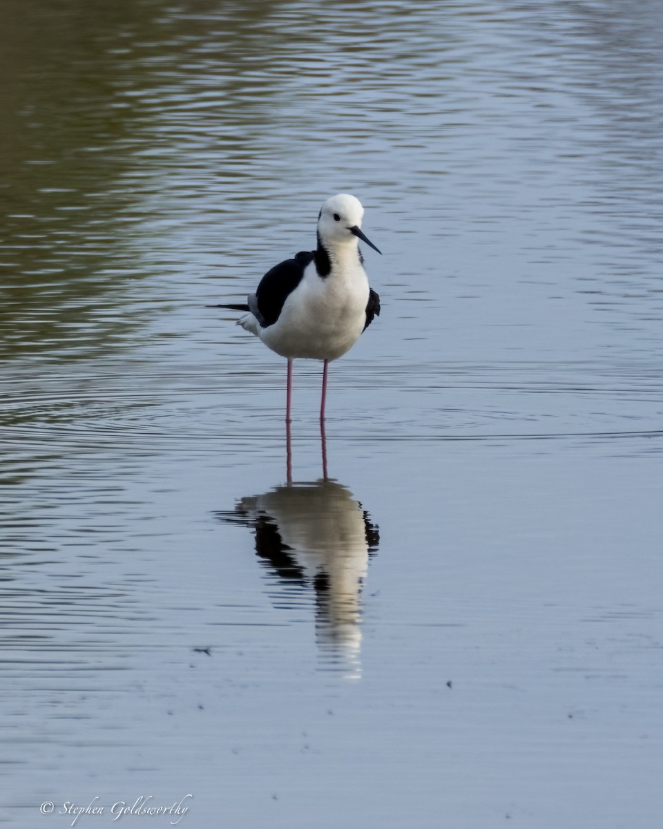 Pied Stilt - Stephen Goldsworthy