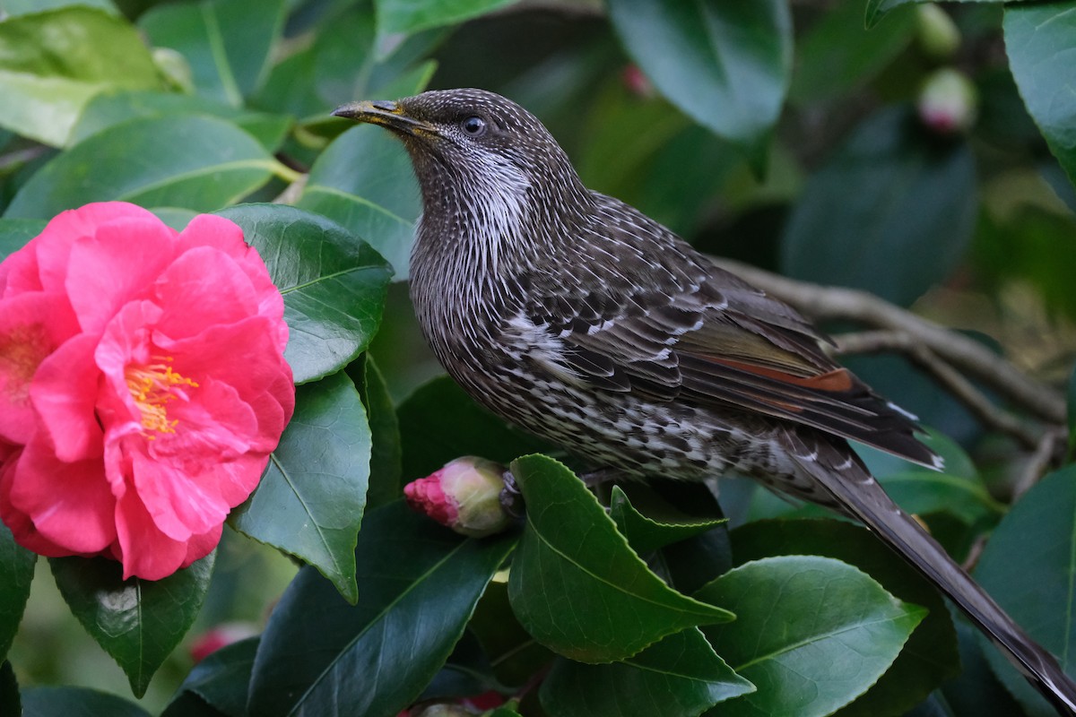 Little Wattlebird - ML624203764