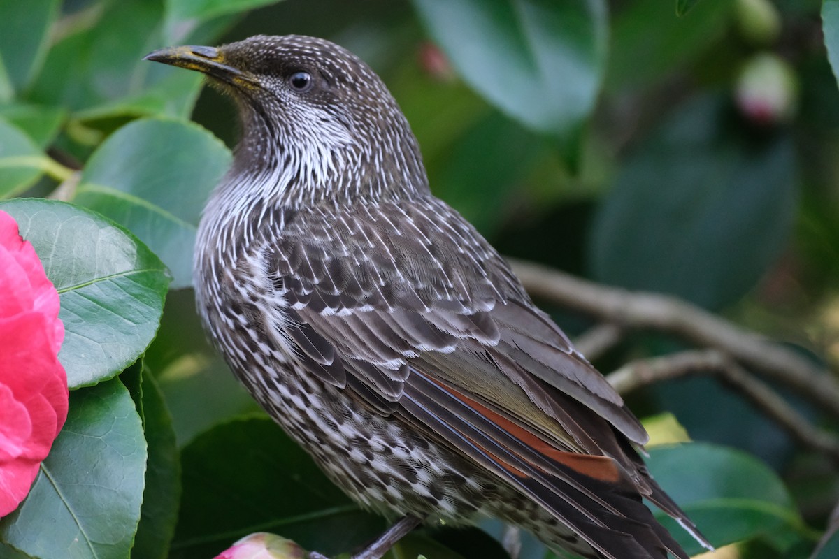 Little Wattlebird - ML624203765