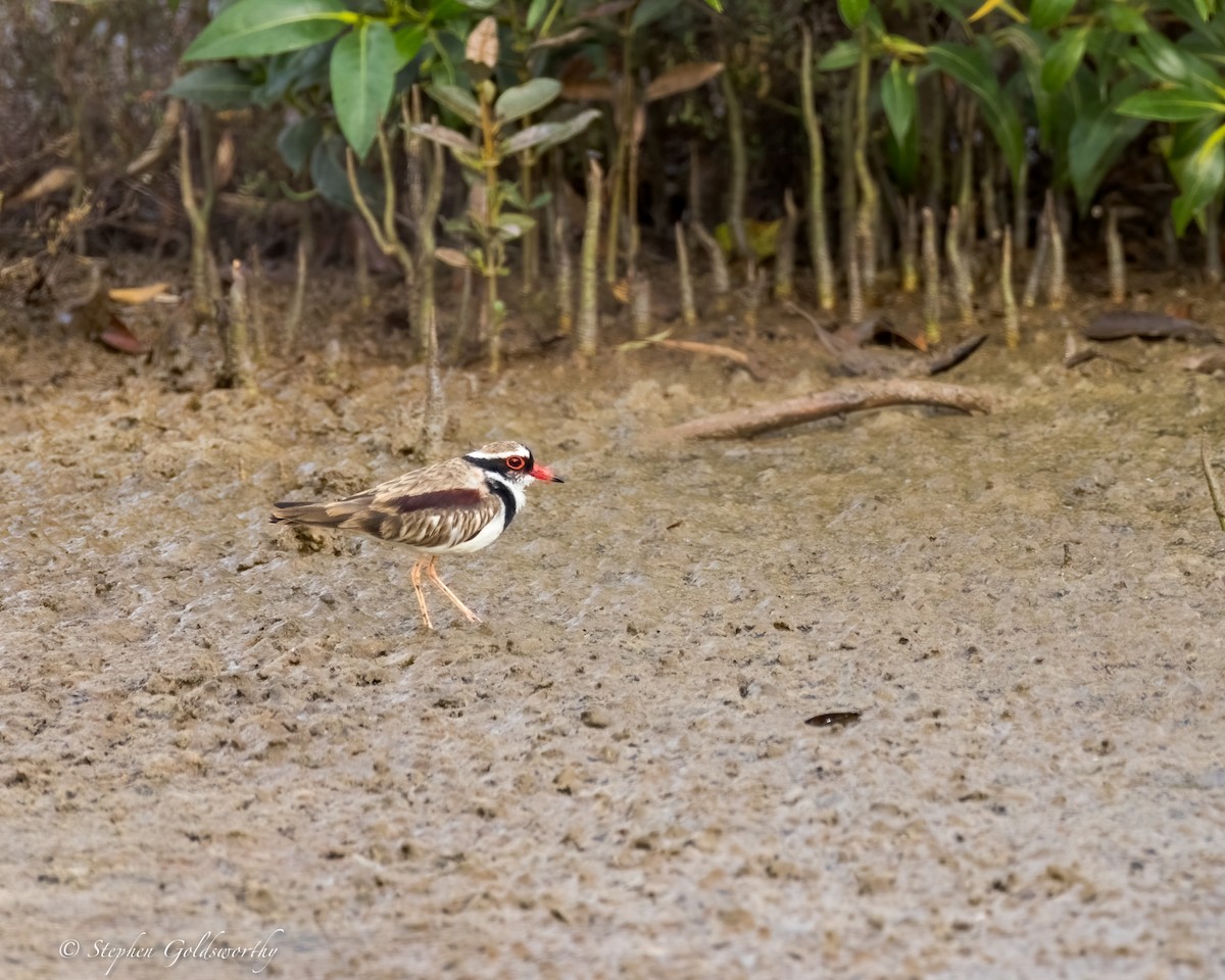 Black-fronted Dotterel - ML624203766